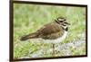 Killdeer-Gary Carter-Framed Photographic Print