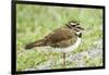 Killdeer-Gary Carter-Framed Photographic Print