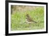 Killdeer-Gary Carter-Framed Photographic Print