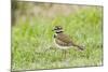 Killdeer-Gary Carter-Mounted Photographic Print