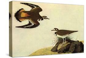 Killdeer-John James Audubon-Stretched Canvas