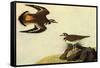 Killdeer-John James Audubon-Framed Stretched Canvas