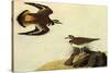 Killdeer-John James Audubon-Stretched Canvas