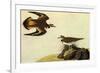 Killdeer-John James Audubon-Framed Premium Giclee Print