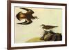 Killdeer-John James Audubon-Framed Premium Giclee Print