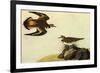 Killdeer-John James Audubon-Framed Premium Giclee Print