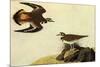 Killdeer-John James Audubon-Mounted Premium Giclee Print