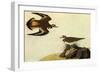 Killdeer-John James Audubon-Framed Art Print