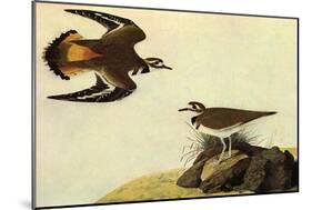 Killdeer-John James Audubon-Mounted Art Print