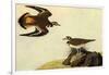 Killdeer-John James Audubon-Framed Art Print