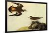 Killdeer-John James Audubon-Framed Art Print