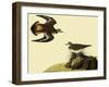 Killdeer-John James Audubon-Framed Giclee Print