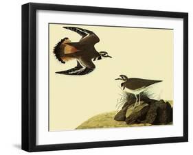 Killdeer-John James Audubon-Framed Giclee Print