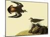 Killdeer-John James Audubon-Mounted Giclee Print
