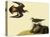 Killdeer-John James Audubon-Stretched Canvas