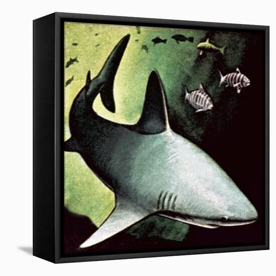 Killer Shark-English School-Framed Stretched Canvas