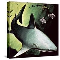 Killer Shark-English School-Stretched Canvas