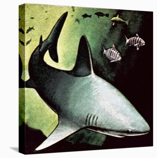 Killer Shark-English School-Stretched Canvas