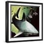 Killer Shark-English School-Framed Giclee Print