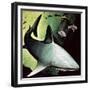 Killer Shark-English School-Framed Giclee Print