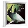 Killer Shark-English School-Framed Giclee Print