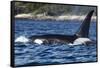 Killer Whale, BC, Canada-Paul Souders-Framed Stretched Canvas