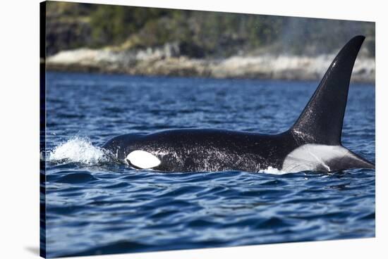 Killer Whale, BC, Canada-Paul Souders-Stretched Canvas