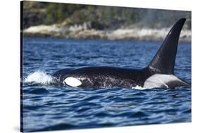 Killer Whale, BC, Canada-Paul Souders-Stretched Canvas