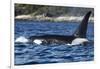 Killer Whale, BC, Canada-Paul Souders-Framed Photographic Print