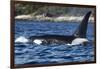 Killer Whale, BC, Canada-Paul Souders-Framed Photographic Print