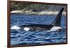 Killer Whale, BC, Canada-Paul Souders-Framed Photographic Print