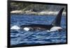 Killer Whale, BC, Canada-Paul Souders-Framed Photographic Print