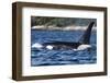 Killer Whale, BC, Canada-Paul Souders-Framed Photographic Print