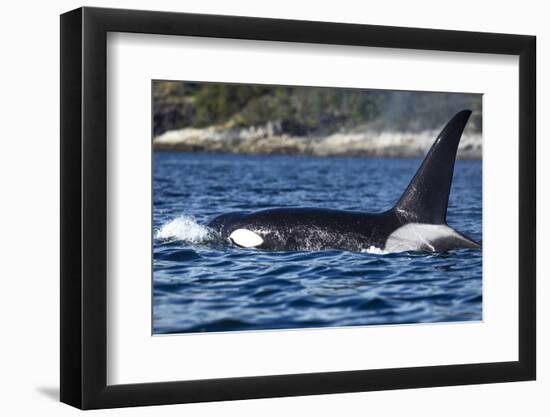 Killer Whale, BC, Canada-Paul Souders-Framed Photographic Print