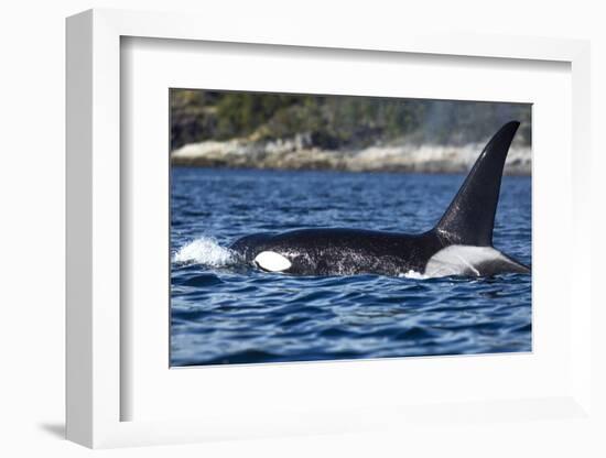 Killer Whale, BC, Canada-Paul Souders-Framed Photographic Print