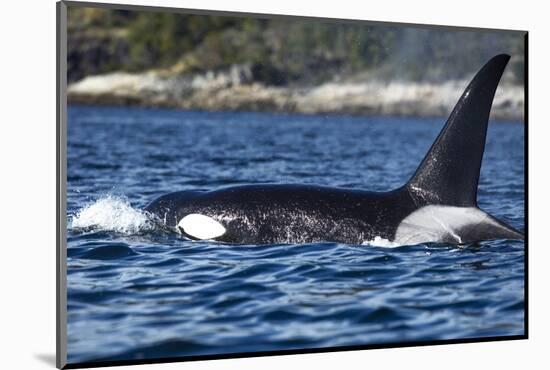 Killer Whale, BC, Canada-Paul Souders-Mounted Photographic Print