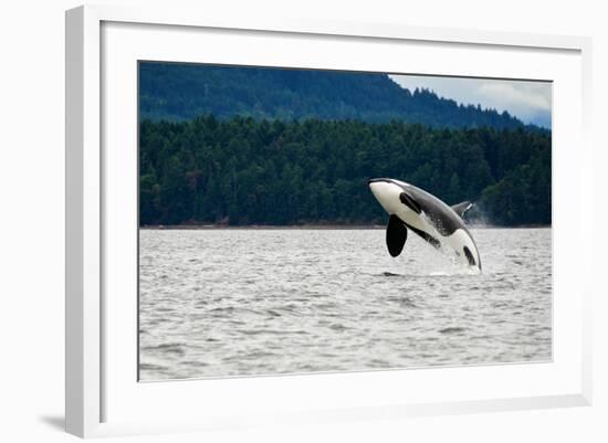 Killer Whale Breaching near Canadian Coast-Doptis-Framed Photographic Print