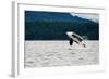 Killer Whale Breaching near Canadian Coast-Doptis-Framed Photographic Print