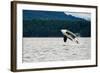 Killer Whale Breaching near Canadian Coast-Doptis-Framed Photographic Print