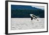 Killer Whale Breaching near Canadian Coast-Doptis-Framed Photographic Print