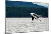 Killer Whale Breaching near Canadian Coast-Doptis-Mounted Photographic Print