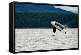 Killer Whale Breaching near Canadian Coast-Doptis-Framed Stretched Canvas
