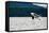 Killer Whale Breaching near Canadian Coast-Doptis-Framed Stretched Canvas