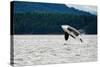 Killer Whale Breaching near Canadian Coast-Doptis-Stretched Canvas