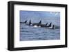 Killer Whale Group in the Wild-null-Framed Art Print