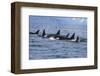 Killer Whale Group in the Wild-null-Framed Art Print