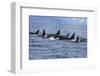 Killer Whale Group in the Wild-null-Framed Art Print