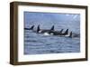 Killer Whale Group in the Wild-null-Framed Art Print