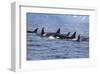 Killer Whale Group in the Wild-null-Framed Art Print