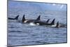 Killer Whale Group in the Wild-null-Mounted Art Print